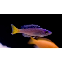 Cyprichromis leptosoma Mpulungu 3-4cm